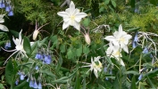 PICTURES/Spectra Point - Rampart Trail Overlook/t_Colorado Columbine & Aspen Bluebell.JPG